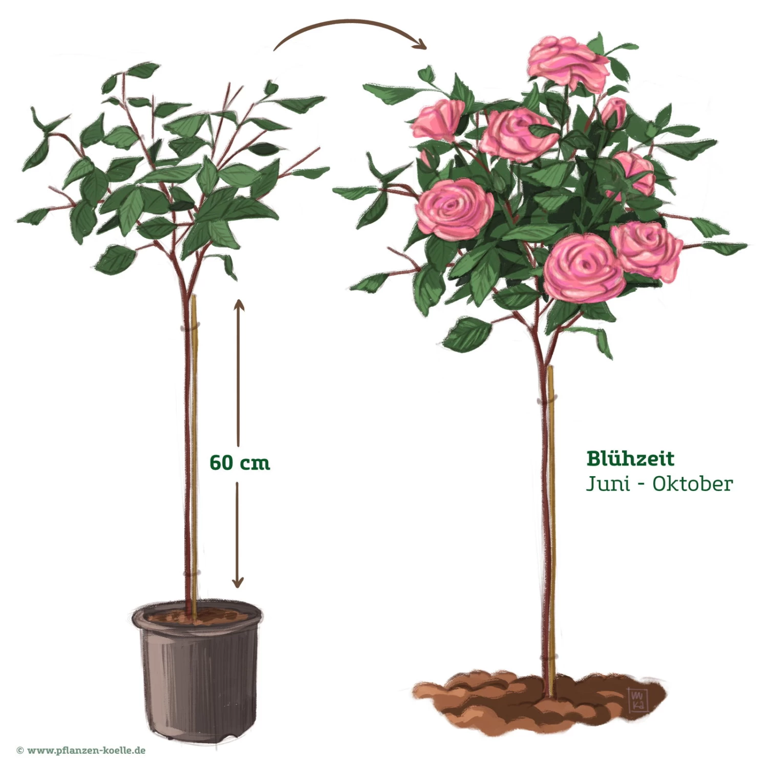 Stammrose 'Gertrude Jekyll' (Ausbord), Englische Rose, Stamm 60cm 7,5 Lt. Topf 3 Stammrose 'Gertrude Jekyll' (Ausbord), Englische Rose, Stamm 60cm 7,5 Lt. Topf – Bild 3