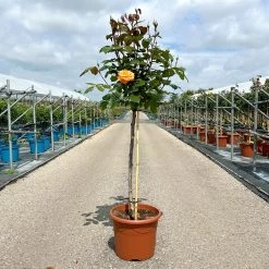 Stammrose 'Westzeit®', Beetrose, Stammhöhe 60cm Im 7,5 Liter Topf