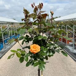 Stammrose 'Westzeit®', Beetrose, Stammhöhe 60cm Im 7,5 Liter Topf -Gartenwelt Geschaft 0460800408 Westzeit Halbstamm orange 4 126501