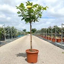 Stammrose 'Yellow Meilove®', Beetrose, Stammhöhe 60cm Im 7,5 Liter Topf