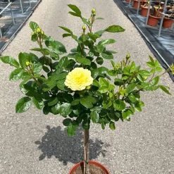 Stammrose 'Yellow Meilove®', Beetrose, Stammhöhe 60cm Im 7,5 Liter Topf -Gartenwelt Geschaft 0460800485 Yellow Meilove Halbstamm hellgelb 4 126509