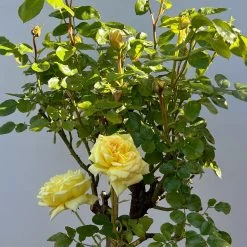 Stammrose 'Yellow Meilove®', Beetrose, Stammhöhe 60cm Im 7,5 Liter Topf -Gartenwelt Geschaft 0460800485 yellow Meilove Halbstamm Co7lt hellgelb 10 126506