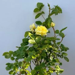 Stammrose 'Yellow Meilove®', Beetrose, Stammhöhe 60cm Im 7,5 Liter Topf -Gartenwelt Geschaft 0460800485 yellow Meilove Halbstamm Co7lt hellgelb 3 126508