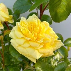 Stammrose 'Yellow Meilove®', Beetrose, Stammhöhe 60cm Im 7,5 Liter Topf -Gartenwelt Geschaft 0460800485 yellow Meilove Halbstamm Co7lt hellgelb 4 126507