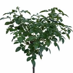 Stammrose 'Hansestadt Rostock®', Beetrose, Stammhöhe 60cm Im 7,5 Liter Topf -Gartenwelt Geschaft 046080055 Hansestadt Rostock 1 115578