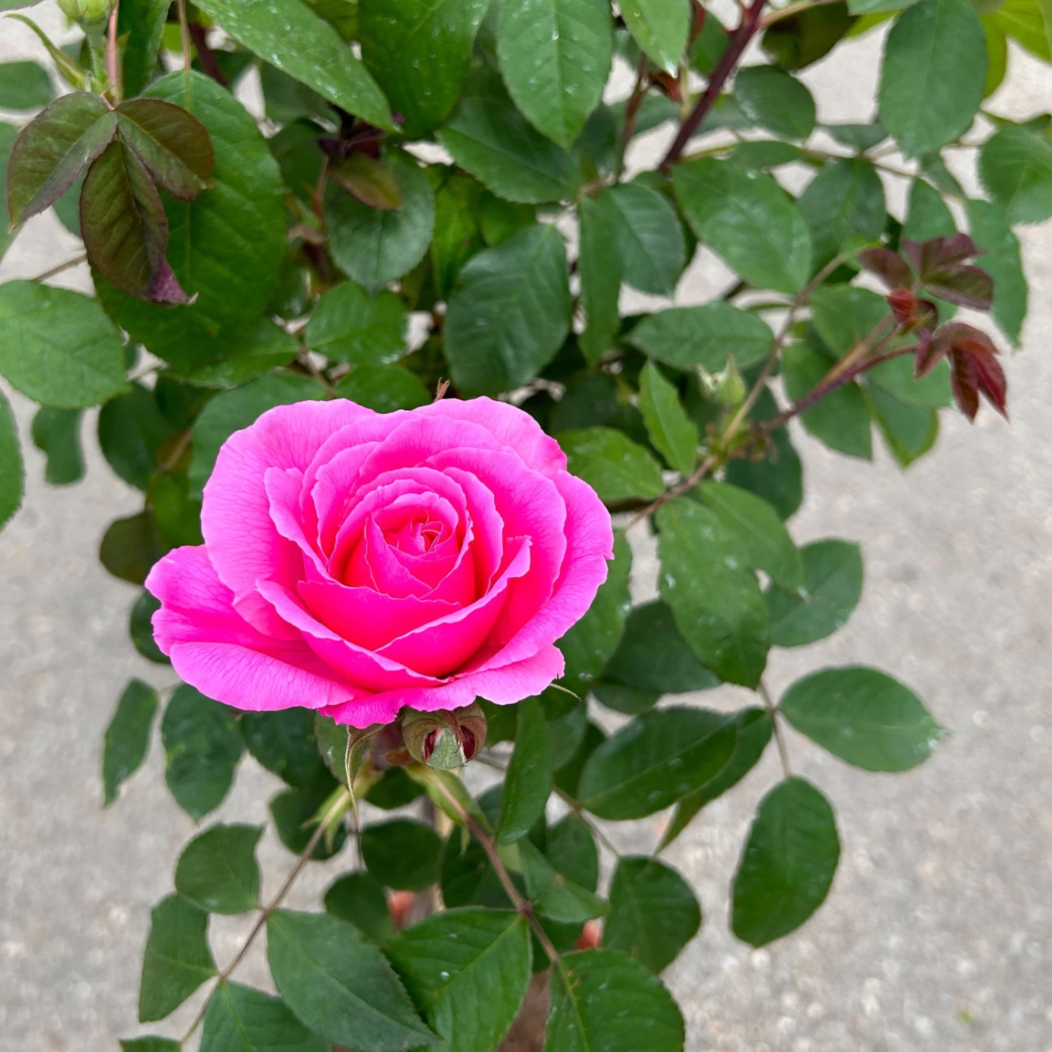Stammrose 'Gertrude Jekyll' (Ausbord), Englische Rose, Stamm 60cm 7,5 Lt. Topf 5 Stammrose 'Gertrude Jekyll' (Ausbord), Englische Rose, Stamm 60cm 7,5 Lt. Topf – Bild 5