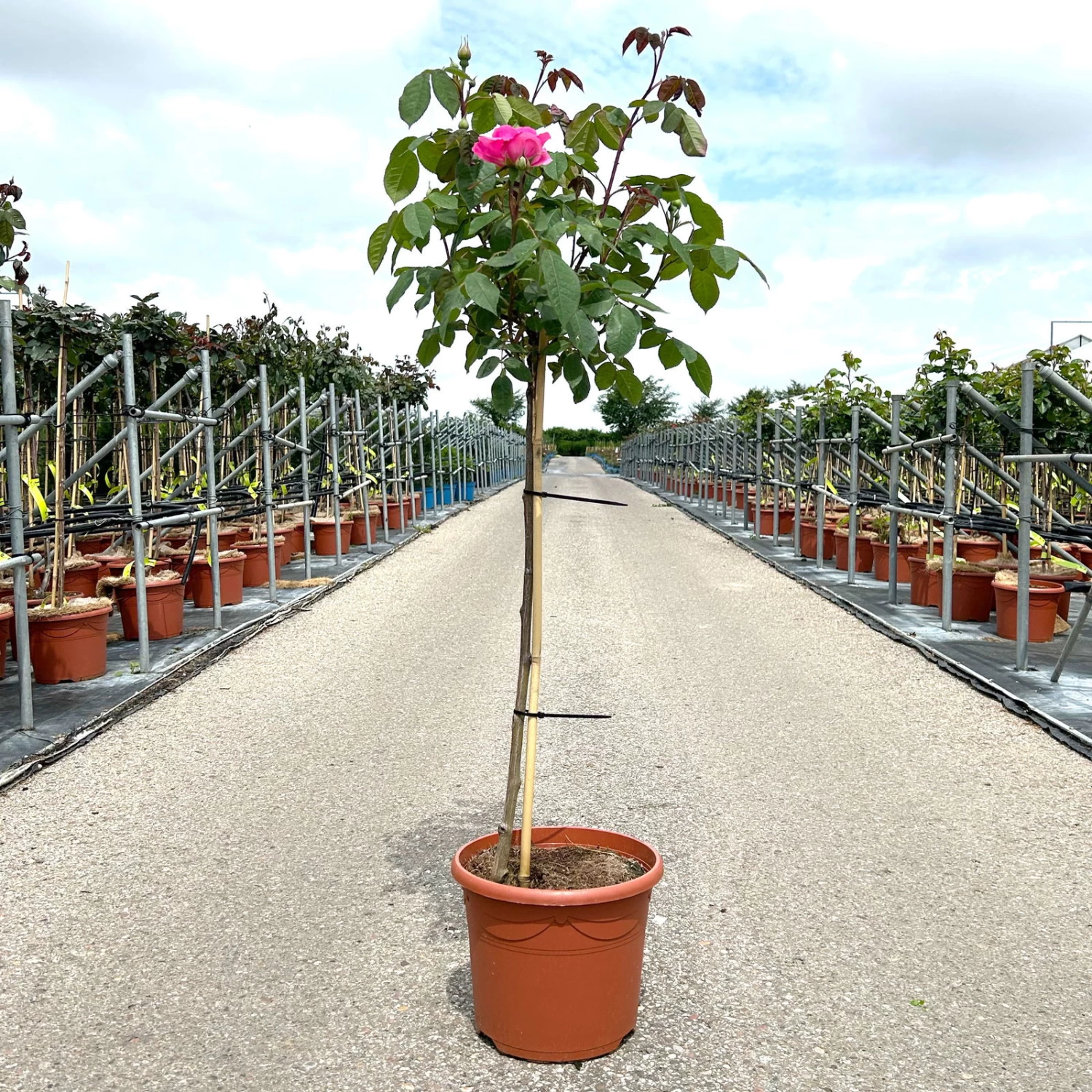 Stammrose 'Gertrude Jekyll' (Ausbord), Englische Rose, Stamm 60cm 7,5 Lt. Topf 1 Stammrose 'Gertrude Jekyll' (Ausbord), Englische Rose, Stamm 60cm 7,5 Lt. Topf