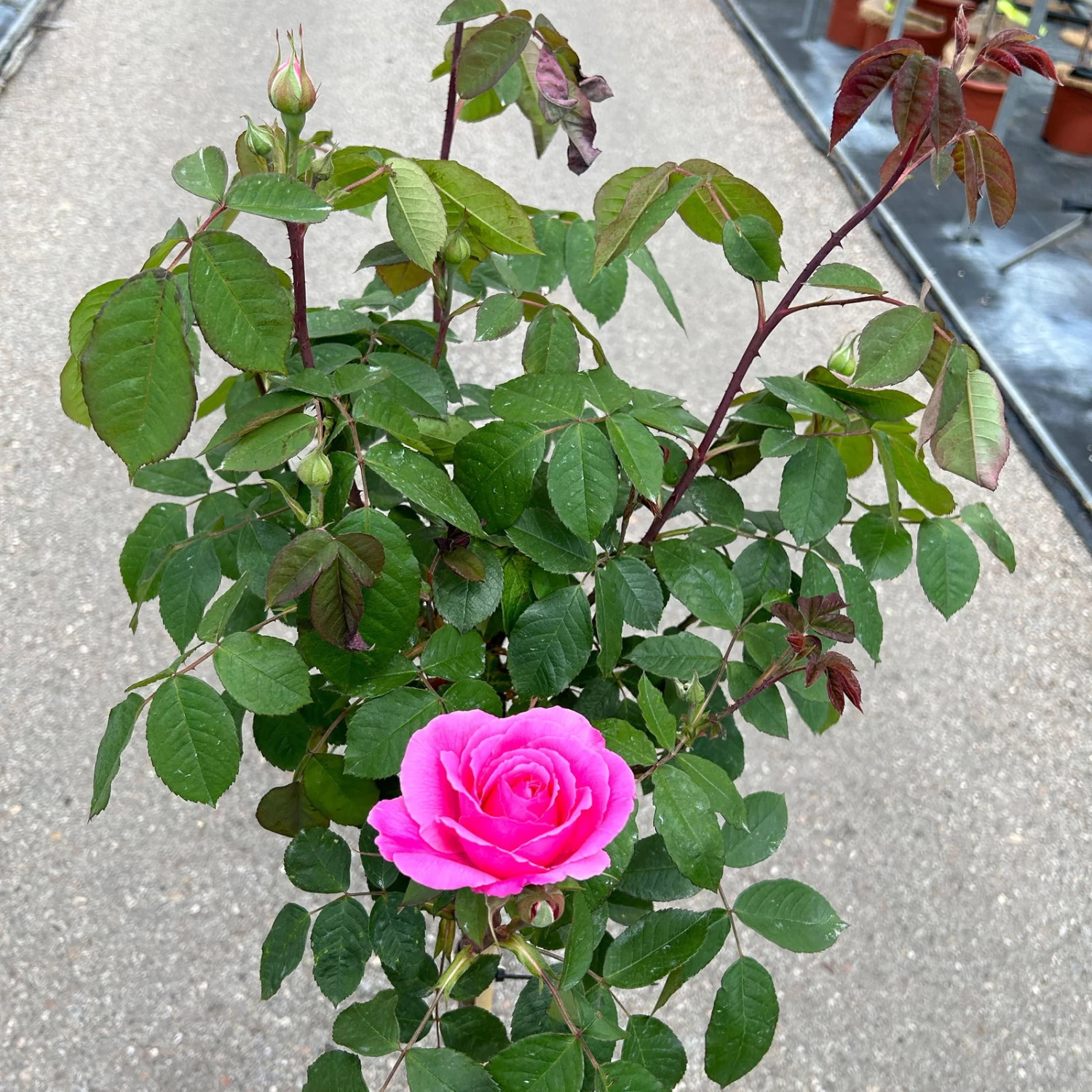 Stammrose 'Gertrude Jekyll' (Ausbord), Englische Rose, Stamm 60cm 7,5 Lt. Topf 6 Stammrose 'Gertrude Jekyll' (Ausbord), Englische Rose, Stamm 60cm 7,5 Lt. Topf – Bild 6