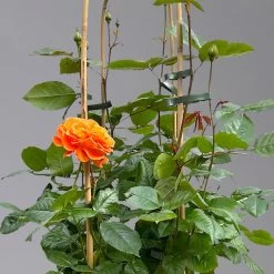 Beetrose 'Westzeit®', Orange-aprikot Bis Rosa, Doppelbogen, Topf 10 Liter 15 Beetrose 'Westzeit®', Orange-aprikot Bis Rosa, Doppelbogen, Topf 10 Liter -Gartenwelt Geschaft 0460850563 rose westzeit doppelbogen 1 124091