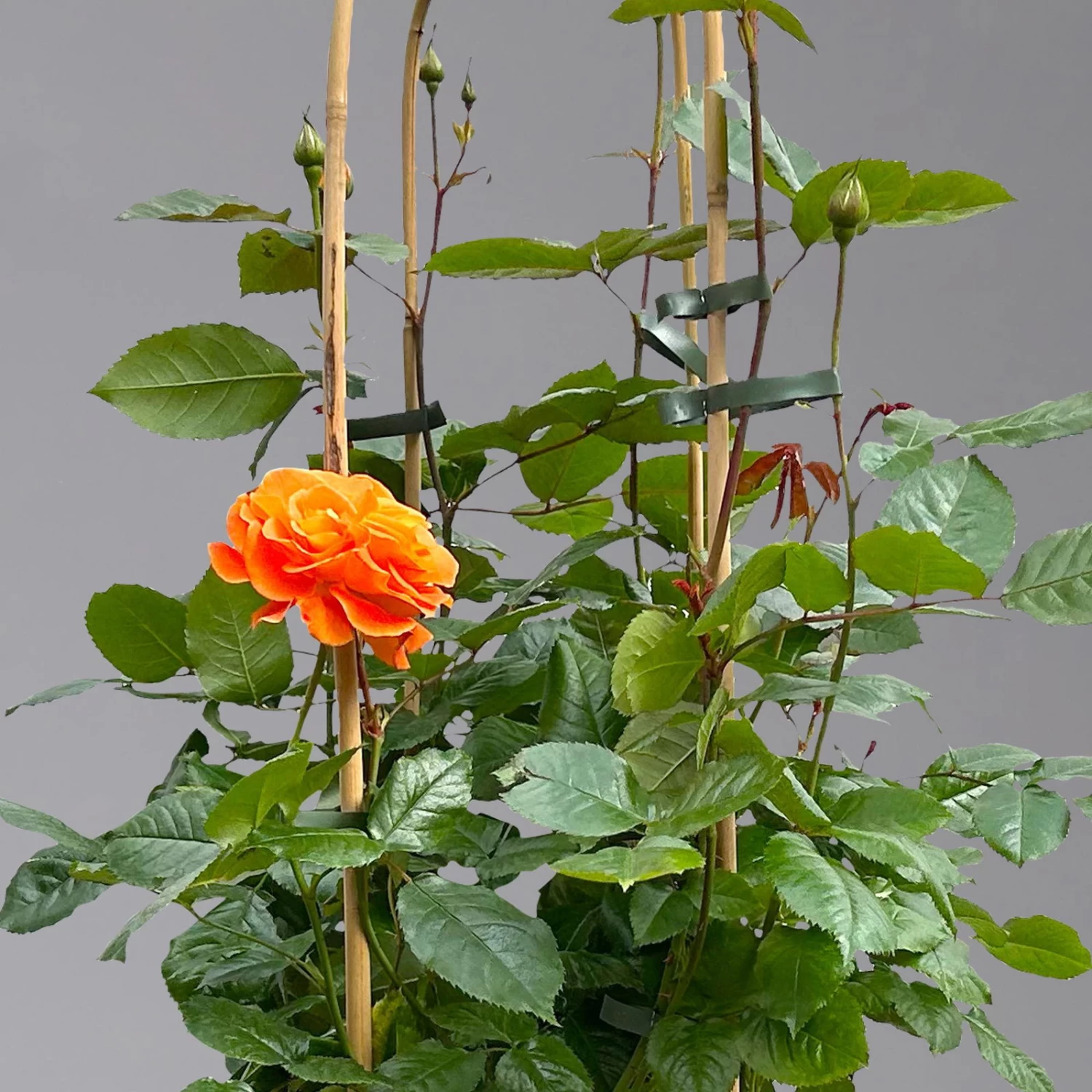 Beetrose 'Westzeit®', Orange-aprikot Bis Rosa, Doppelbogen, Topf 10 Liter 3 Beetrose 'Westzeit®', Orange-aprikot Bis Rosa, Doppelbogen, Topf 10 Liter – Bild 3