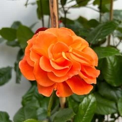 Beetrose 'Westzeit®', Orange-aprikot Bis Rosa, Doppelbogen, Topf 10 Liter 16 Beetrose 'Westzeit®', Orange-aprikot Bis Rosa, Doppelbogen, Topf 10 Liter -Gartenwelt Geschaft 0460850563 rose westzeit doppelbogen 4 123897