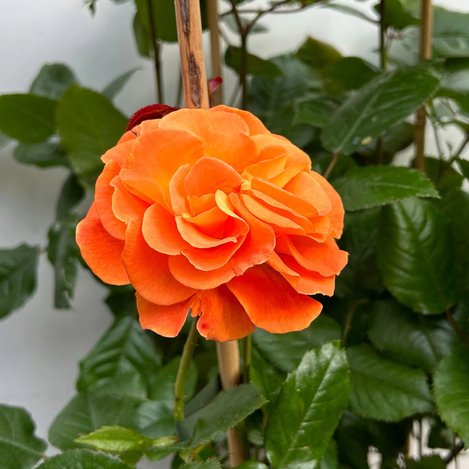 Beetrose 'Westzeit®', Orange-aprikot Bis Rosa, Doppelbogen, Topf 10 Liter 2 Beetrose 'Westzeit®', Orange-aprikot Bis Rosa, Doppelbogen, Topf 10 Liter – Bild 2