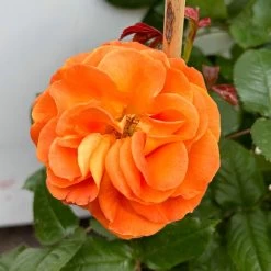 Beetrose 'Westzeit®', Orange-aprikot Bis Rosa, Doppelbogen, Topf 10 Liter 18 Beetrose 'Westzeit®', Orange-aprikot Bis Rosa, Doppelbogen, Topf 10 Liter -Gartenwelt Geschaft 0460850563 rose westzeit doppelbogen 6 123898