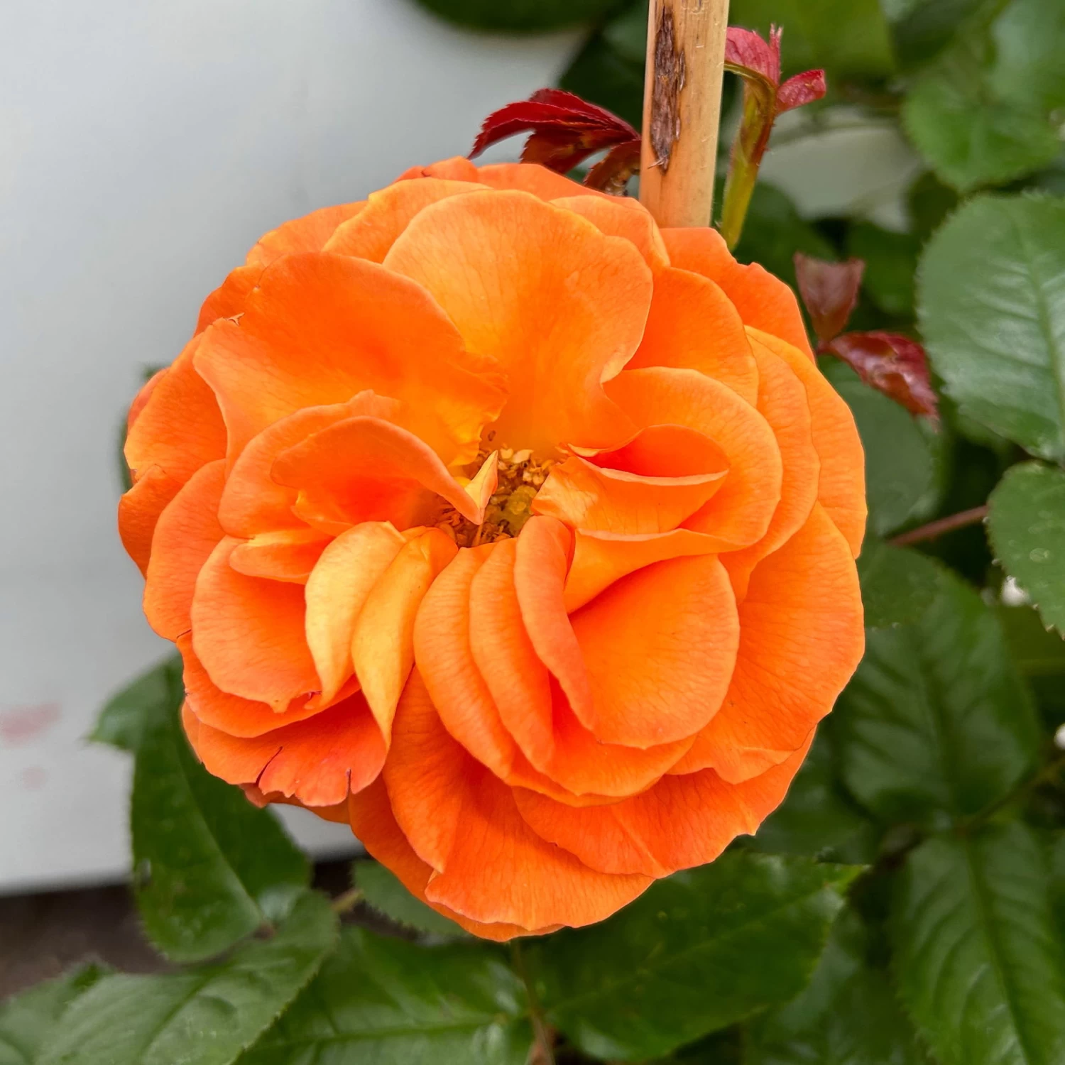 Beetrose 'Westzeit®', Orange-aprikot Bis Rosa, Doppelbogen, Topf 10 Liter 6 Beetrose 'Westzeit®', Orange-aprikot Bis Rosa, Doppelbogen, Topf 10 Liter – Bild 6