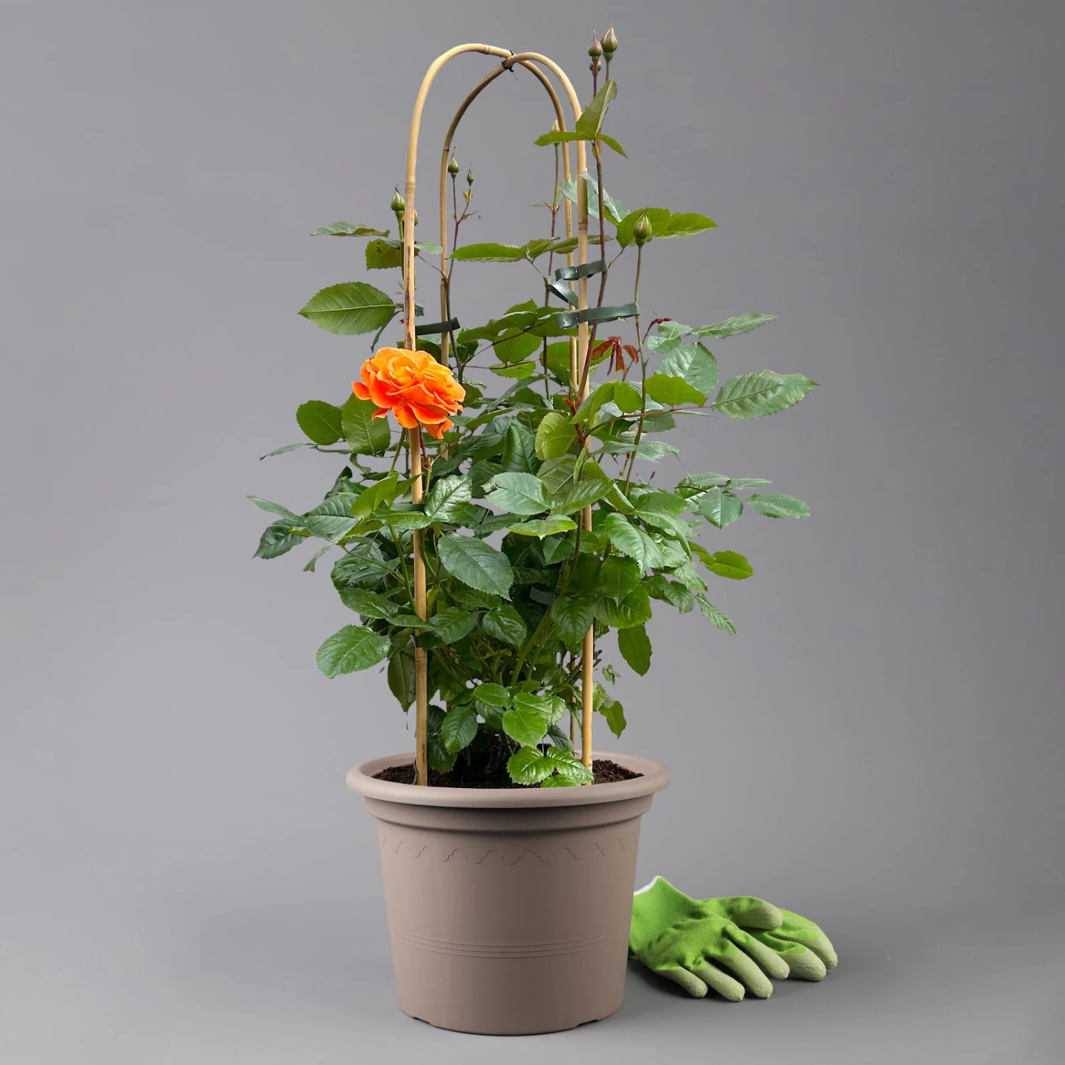 Beetrose 'Westzeit®', Orange-aprikot Bis Rosa, Doppelbogen, Topf 10 Liter 1 Beetrose 'Westzeit®', Orange-aprikot Bis Rosa, Doppelbogen, Topf 10 Liter