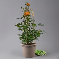 Beetrose 'Westzeit®', Orange-aprikot Bis Rosa, Doppelbogen, Topf 10 Liter 17 Beetrose 'Westzeit®', Orange-aprikot Bis Rosa, Doppelbogen, Topf 10 Liter -Gartenwelt Geschaft 0460850563 rose westzeit premium doppelbogen 2 125103