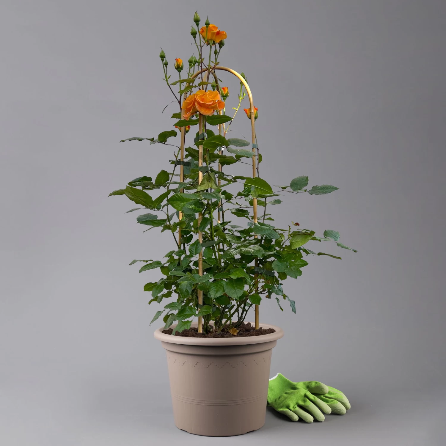 Beetrose 'Westzeit®', Orange-aprikot Bis Rosa, Doppelbogen, Topf 10 Liter 5 Beetrose 'Westzeit®', Orange-aprikot Bis Rosa, Doppelbogen, Topf 10 Liter – Bild 5