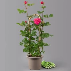 Duftende Edelrose 'Kölle's Rosensymphonie'®, Pink, Doppelbogen, Topf 7,5 Liter