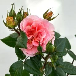 Duftende Edelrose 'Augusta Luise®', Rose-aprikot, Doppelbogen, Topf 7,5 Liter -Gartenwelt Geschaft 0460851103 rose augusta luise premium doppelbogen 5 124627