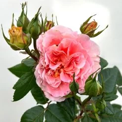Duftende Edelrose 'Augusta Luise®', Rose-aprikot, Doppelbogen, Topf 7,5 Liter -Gartenwelt Geschaft 0460851103 rose augusta luise premium doppelbogen 6 124626