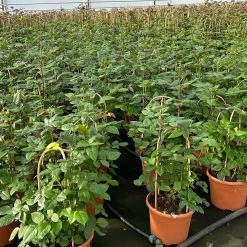 Duftende Edelrose 'Augusta Luise®', Rose-aprikot, Doppelbogen, Topf 7,5 Liter -Gartenwelt Geschaft 0460851103 rose augusta luise premium doppelbogen 8 124625