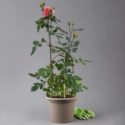 Duftende Edelrose 'Augusta Luise®', Rose-aprikot, Doppelbogen, Topf 7,5 Liter -Gartenwelt Geschaft 0460851103 rose augusta luise premium doppelbogen t 125116