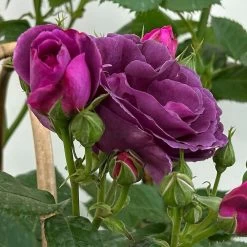 Duftende Beetrose 'Minerva®', Violett, Doppelbogen, Topf 10 Liter 19 Duftende Beetrose 'Minerva®', Violett, Doppelbogen, Topf 10 Liter -Gartenwelt Geschaft 0460851125 rose minerva premium doppelbogen 4 124629