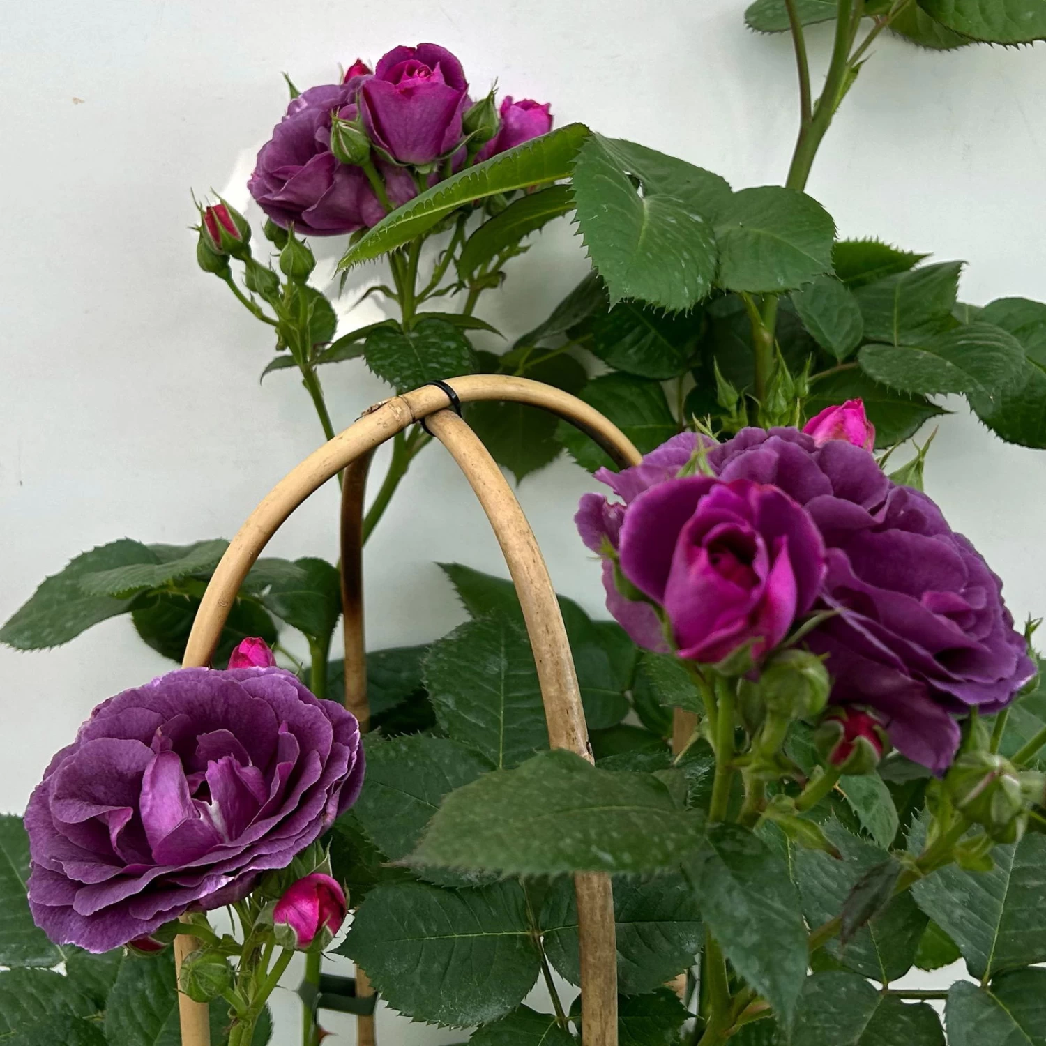 Duftende Beetrose 'Minerva®', Violett, Doppelbogen, Topf 10 Liter 6 Duftende Beetrose 'Minerva®', Violett, Doppelbogen, Topf 10 Liter – Bild 6