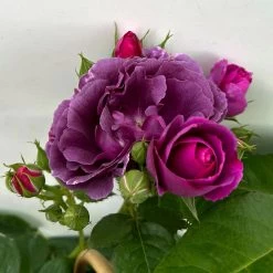 Duftende Beetrose 'Minerva®', Violett, Doppelbogen, Topf 10 Liter 21 Duftende Beetrose 'Minerva®', Violett, Doppelbogen, Topf 10 Liter -Gartenwelt Geschaft 0460851125 rose minerva premium doppelbogen 6 124631