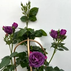 Duftende Beetrose 'Minerva®', Violett, Doppelbogen, Topf 10 Liter 20 Duftende Beetrose 'Minerva®', Violett, Doppelbogen, Topf 10 Liter -Gartenwelt Geschaft 0460851125 rose minerva premium doppelbogen 7 124630