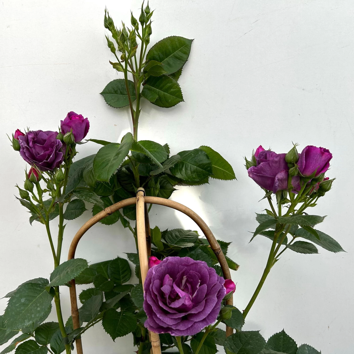 Duftende Beetrose 'Minerva®', Violett, Doppelbogen, Topf 10 Liter 8 Duftende Beetrose 'Minerva®', Violett, Doppelbogen, Topf 10 Liter – Bild 8