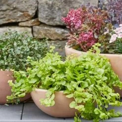 3er Set Schalen Zum Bepflanzen - Terrakotta - Rund - Kala