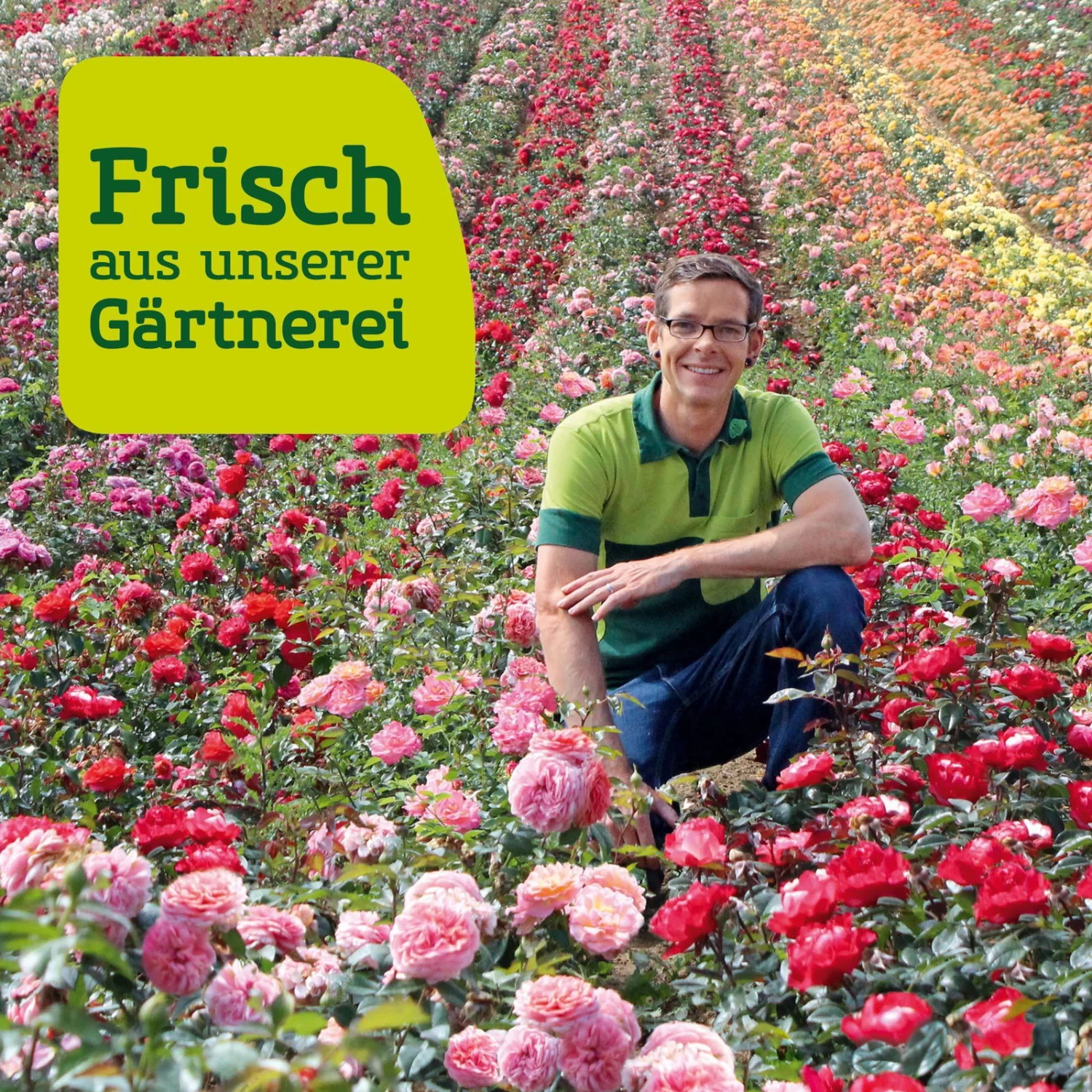 Kletterrose 'Camelot®', Rosa Mit Pinkfarbener Zeichnung, Topf 6 Liter 3 Kletterrose 'Camelot®', Rosa Mit Pinkfarbener Zeichnung, Topf 6 Liter – Bild 3