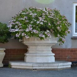 Historischer Pflanztrog Groß XXL - Elstow Abbey -Gartenwelt Geschaft historischer pflanztrog gross xxl elstow abbey4