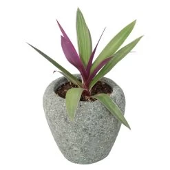 Kleiner Pflanzkübel Aus Basanit Für Den Garten - Yuni