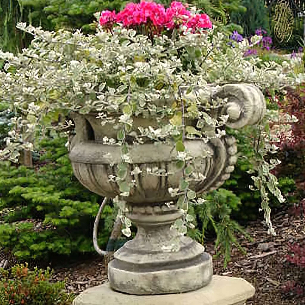 Romantische Pflanzamphore Für Den Garten - Wilhelma 1 Romantische Pflanzamphore Für Den Garten - Wilhelma